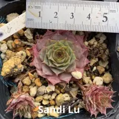 多肉　センペル　Sandi Lu サンディルー　現品のみ　ポット内