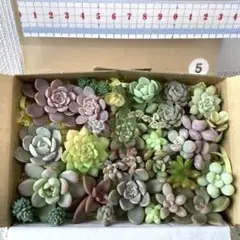 【匿名配送】5　多肉　カット苗　小さいサイズ　詰め合わせ　寄せ植え