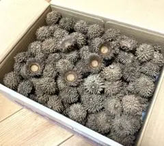 Item thumbnail for item 13d7fdc5-4745-49d0-9f4d-d0b0f03be85c