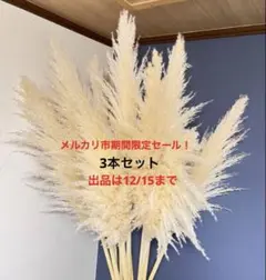 無農薬パンパスグラス特大10本（２本サービス）メルカリ便100サイズ 特大パンパスグラス 5本セット 期間限定セール！メルカリ市 メルカリ便