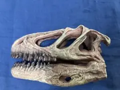 恐竜　ティラノサウルス　アロサウルス　骨格　頭骨　頭蓋骨　化石　標本　インテリア