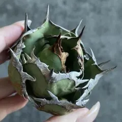 2026年最新】アガベ FO-076の人気アイテム - メルカリ