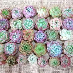 ①多肉植物エケベリア〈カット苗〉☆寄植えMIX☆