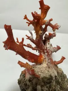2026年最新】赤珊瑚 置物の人気アイテム - メルカリ