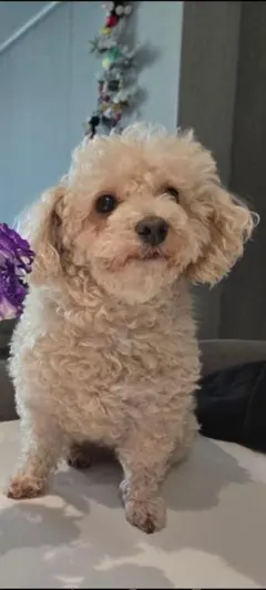 Tigerlsj様専用オーダーベージ。20センチサイズ