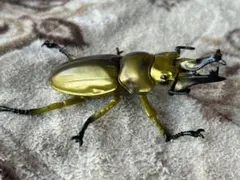 Item thumbnail for item 77f1eaed-cafd-44d0-a00f-9c7d2e0ddf19