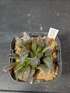 Kwr様 リクエスト 2点 まとめ商品