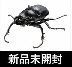 アクティオンゾウカブト♂標本 - メルカリ