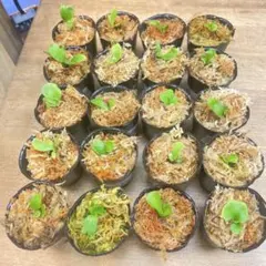 wanta様 リクエスト 2点 まとめ商品