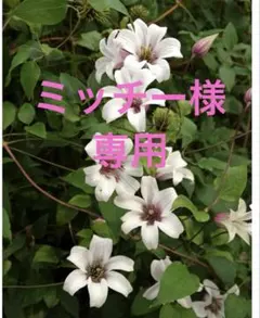 ミッチー様専用ページ