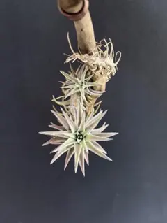 ハ*ル様 Tillandsia capillaris HR7101 2,400m - メルカリ