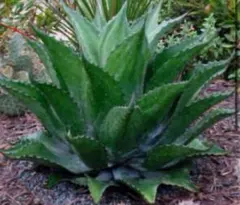 しゅういち様 リクエスト 3点 まとめ商品