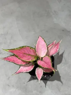 2026年最新】アグラオネマピンクの人気アイテム - メルカリ