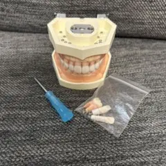 顎模型　人工歯石　セット売り　歯科 歯石セット | 患者説明模型・ルーペ,説明用模型 | | Demi Line