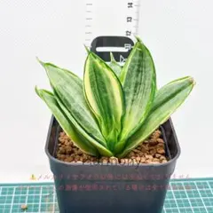 サンスベリア フローズンスローン サンセベリア sansevieria サンスベリア フローズンスローン サンセベリア sansevieria - メルカリ