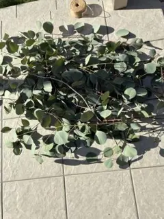 ユーカリ ポポラス ドライフラワー 花材 葉のみ