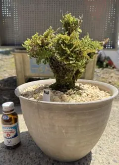 2026年最新】岩ヒバの人気アイテム - メルカリ