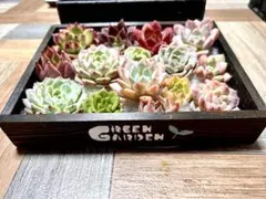 ☆速達付き☆♡そのまま飾れる♡ミニコンテナ缶♬多肉植物寄せ植え