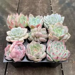 ソファ 様専用❗️231〜235 ピンククリスタル等　人気9種セット×5セット❣️