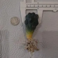 白木様 リクエスト 4点 まとめ商品