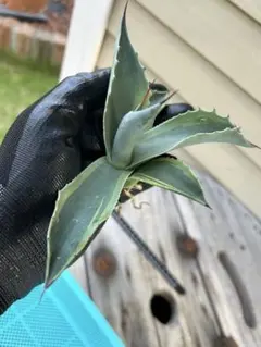 2025年最新】オバティフォリア オルカの人気アイテム - メルカリ