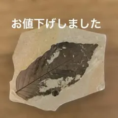 2026年最新】葉っぱ 化石の人気アイテム - メルカリ