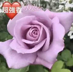 2026年最新】バラ苗 木立性の人気アイテム - メルカリ