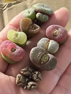 鈴木小夜子様 リクエスト 2点 まとめ商品