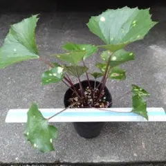 斑入りツワブキ　株分けした苗のサムネイル