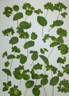 Item thumbnail for item 4ea9caa9-bf42-4704-b95d-5c1d9af1b9b2