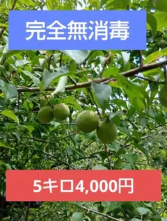 自然のままに育てた「南高梅（なんこううめ）」と「古城梅（ごじろうめ）」