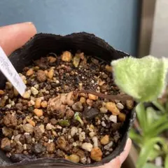 2025年最新】エリオスペルマムの人気アイテム - メルカリ