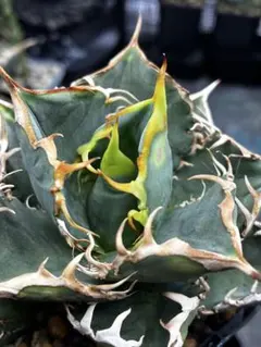 2026年最新】アガベ チタノタ ノーネームの人気アイテム - メルカリ