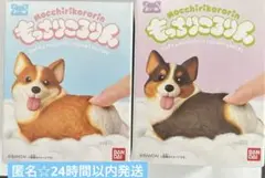 もっちりころりん　おいぬ　ぷりぷりコーギー　レッドホワイト　トライカラー