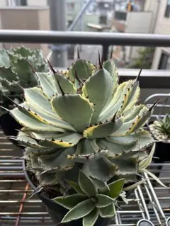 2026年最新】吉祥冠錦の人気アイテム - メルカリ