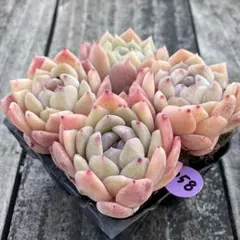 ま―ちゃん♡プロフも読んでね様 リクエスト 2点 まとめ商品