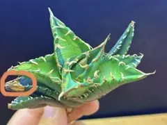 龍門】アガベチタノタ “鮫歯”極上バンド幅 写真株出品 超絶狂棘 - メルカリ