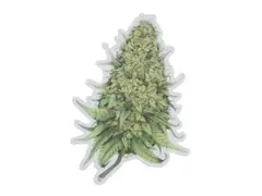 THC ステッカー Plant Buds C267