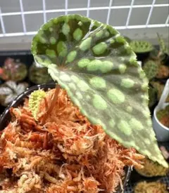 原種ベゴニア / Begonia sp. Sarawak 白玉 木立性 - メルカリ