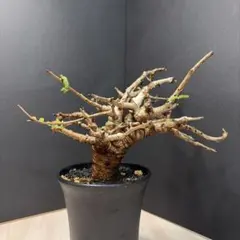 コミフォラ カタフ ターカネンシス 丸型 手乗りサイズ - メルカリ