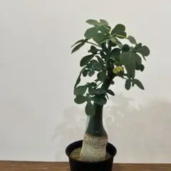 【美株】アデニアグラウカ 塊根植物 多肉 良型 サボテン アデニア・グラウカの基本情報・育て方｜多肉植物・サボテン図鑑