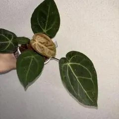 Anthurium monroe✖️papi（variegated）