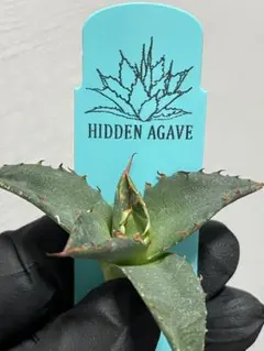 2026年最新】hidden agaveの人気アイテム - メルカリ