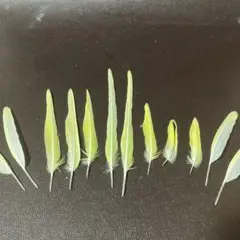 黄色の羽根セット 12羽