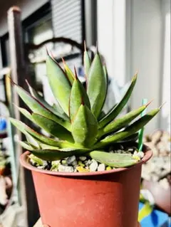 2025年最新】ブルーグロー アガベの人気アイテム - メルカリ