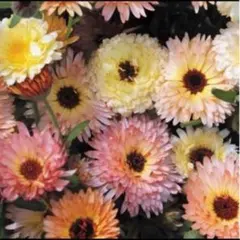 キンセンカ　アプリコット混合10粒と2種類の植物の種のおまけ付き！