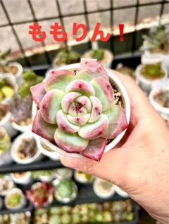 あだ様 リクエスト 2点 まとめ商品