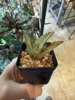 ヤマビリ様 リクエスト 3点 まとめ商品