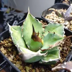 2026年最新】白犀牛の人気アイテム - メルカリ