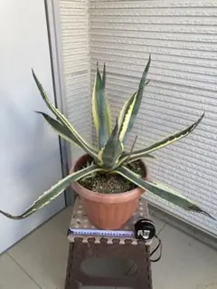 観葉植物　リュウゼツラン②（アガベ　アメリカーナ斑入り）